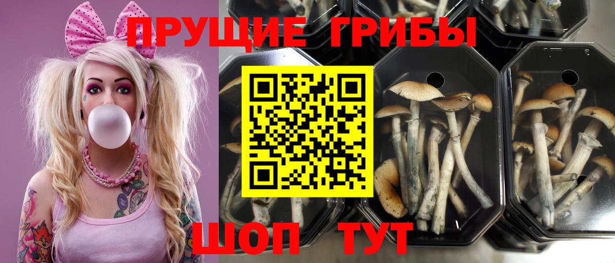 Псилоцибиновые грибы Psilocybine cubensis Дубна